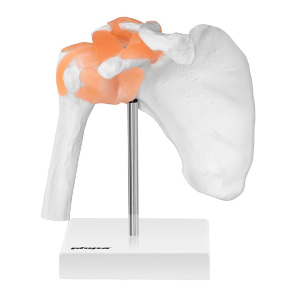 Model anatomiczny stawu barkowego w skali 1:1 5 10040245 2