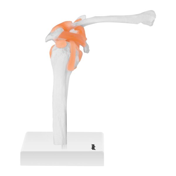 Model anatomiczny stawu barkowego w skali 1:1 1 10040245 3