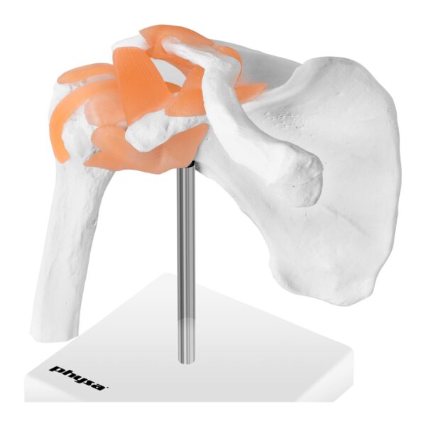 Model anatomiczny stawu barkowego w skali 1:1 2 10040245 4
