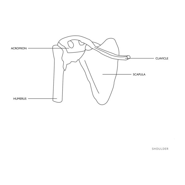 Model anatomiczny stawu barkowego w skali 1:1 3 10040245 5
