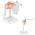 10040245 model anatomiczny stawu barkowego w skali hurtownia sklep