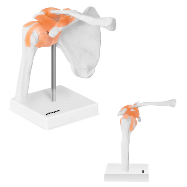 10040245-model-anatomiczny-stawu-barkowego-w-skali-hurtownia-sklep 10040245 model anatomiczny stawu barkowego w skali hurtownia sklep