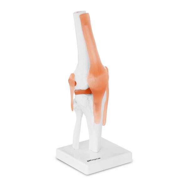 Model anatomiczny stawu kolanowego w skali 1:1 1 10040246 1