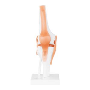 Model anatomiczny stawu kolanowego w skali 1:1 9 Model anatomiczny stawu kolanowego w skali 1:1 - obrazek 4