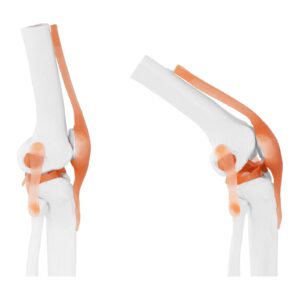 Model anatomiczny stawu kolanowego w skali 1:1 10 Model anatomiczny stawu kolanowego w skali 1:1 - obrazek 5