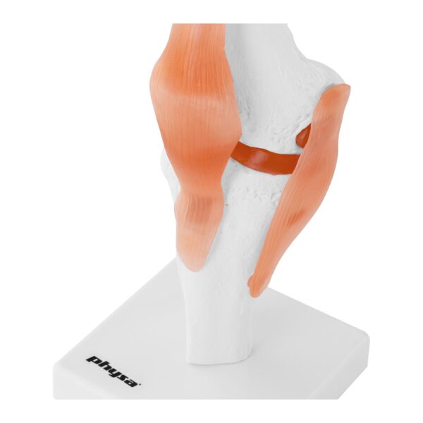 Model anatomiczny stawu kolanowego w skali 1:1 5 10040246 5