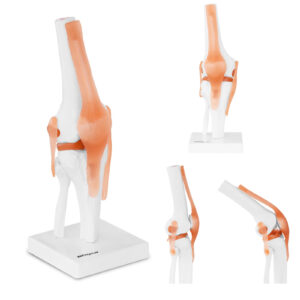 Model anatomiczny stawu kolanowego w skali 1:1 6 Model anatomiczny stawu kolanowego w skali 1:1 - obrazek 1