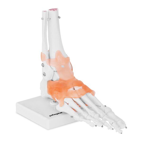 Model anatomiczny stawu skokowego z więzadłami w skali 1:1 1 10040247 1