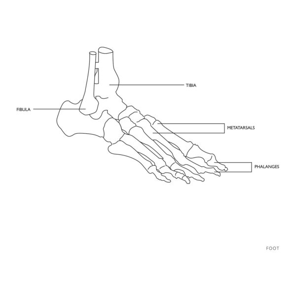Model anatomiczny stawu skokowego z więzadłami w skali 1:1 2 10040247 2