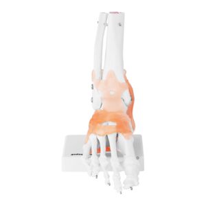 Model anatomiczny stawu skokowego z więzadłami w skali 1:1 9 Model anatomiczny stawu skokowego z więzadłami w skali 1:1 - obrazek 4