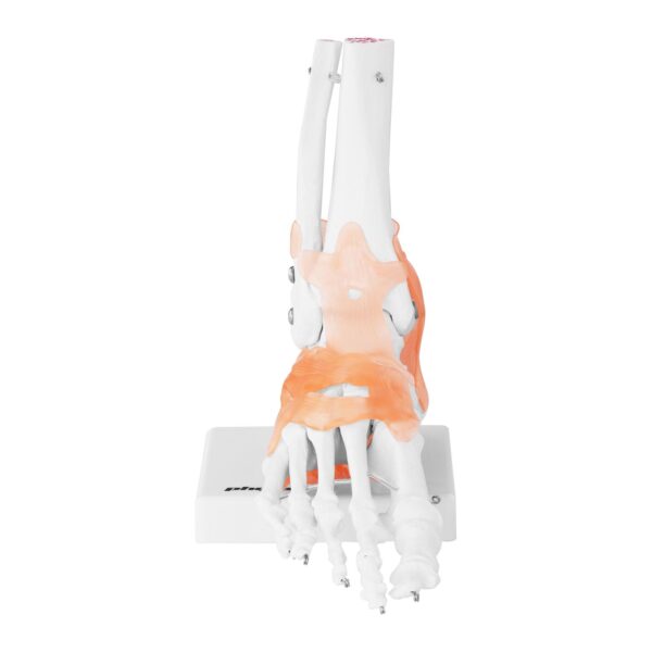 Model anatomiczny stawu skokowego z więzadłami w skali 1:1 3 10040247 3