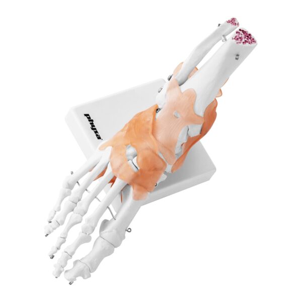 Model anatomiczny stawu skokowego z więzadłami w skali 1:1 4 10040247 4