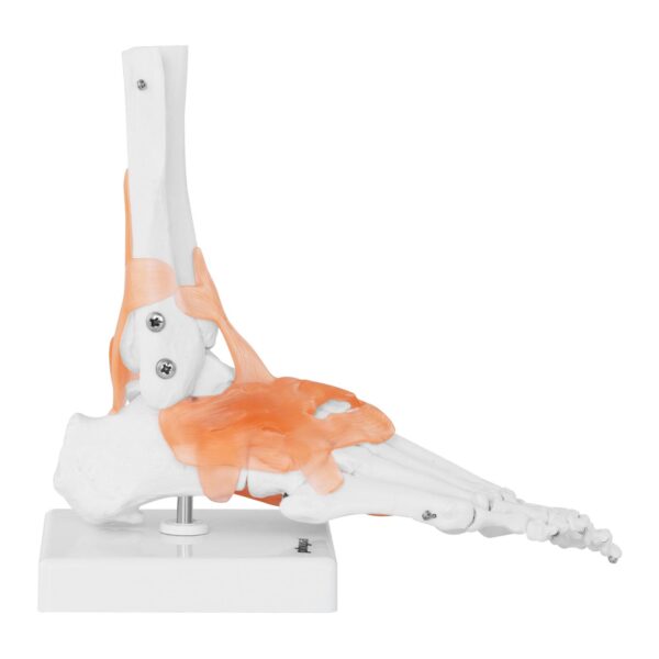 Model anatomiczny stawu skokowego z więzadłami w skali 1:1 5 10040247 5