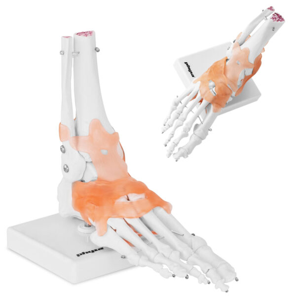 10040247-model-anatomiczny-stawu-skokowego-z-wiezadlami-w-skali-hurtownia-sklep 10040247 model anatomiczny stawu skokowego z wiezadlami w skali hurtownia sklep