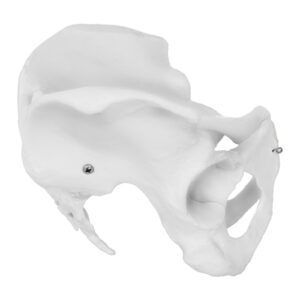 Model anatomiczny miednicy człowieka kobiety w skali 1:1 9 Model anatomiczny miednicy człowieka kobiety w skali 1:1 - obrazek 4