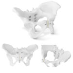 10040248 model anatomiczny miednicy czlowieka kobiety w skali hurtownia sklep