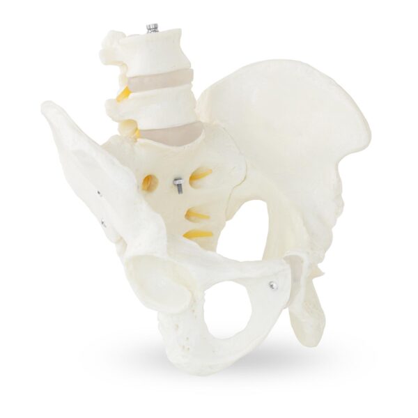 Model anatomiczny męskiej miednicy z kręgami lędźwiowymi w skali 1:1 1 10040249 1