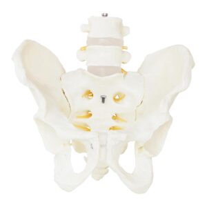 Model anatomiczny męskiej miednicy z kręgami lędźwiowymi w skali 1:1 9 Model anatomiczny męskiej miednicy z kręgami lędźwiowymi w skali 1:1 - obrazek 4