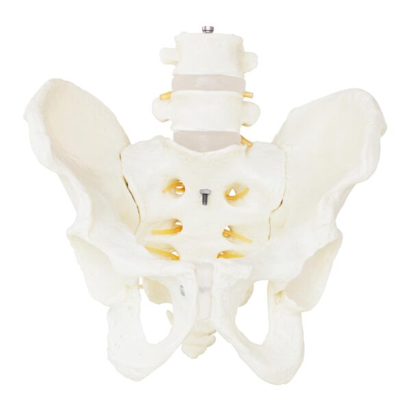 Model anatomiczny męskiej miednicy z kręgami lędźwiowymi w skali 1:1 3 10040249 3