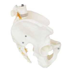 Model anatomiczny męskiej miednicy z kręgami lędźwiowymi w skali 1:1 10 Model anatomiczny męskiej miednicy z kręgami lędźwiowymi w skali 1:1 - obrazek 5