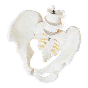 Model anatomiczny męskiej miednicy z kręgami lędźwiowymi w skali 1:1 11 Model anatomiczny męskiej miednicy z kręgami lędźwiowymi w skali 1:1 - obrazek 6