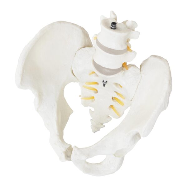 Model anatomiczny męskiej miednicy z kręgami lędźwiowymi w skali 1:1 5 10040249 5