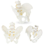 10040249 model anatomiczny zenskiej miednicy z kregami ledzwiowymi w skali hurtownia sklep