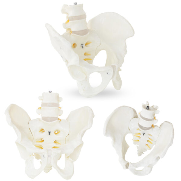 10040249-model-anatomiczny-zenskiej-miednicy-z-kregami-ledzwiowymi-w-skali-hurtownia-sklep 10040249 model anatomiczny zenskiej miednicy z kregami ledzwiowymi w skali hurtownia sklep