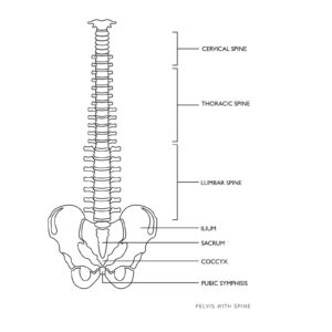 Model anatomiczny kręgosłupa człowieka z męską miednicą 76 cm 9 Model anatomiczny kręgosłupa człowieka z męską miednicą 76 cm - obrazek 5