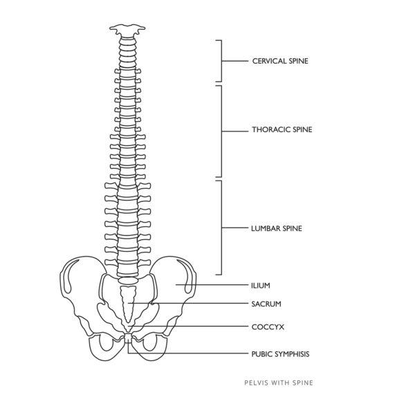 Model anatomiczny kręgosłupa człowieka z męską miednicą 76 cm 4 10040254 2