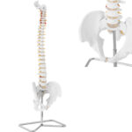 10040254 model anatomiczny kregoslupa czlowieka z meska miednica 76 cm hurtownia
