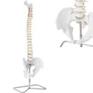 Model anatomiczny kręgosłupa człowieka z męską miednicą 76 cm 5 Model anatomiczny kręgosłupa człowieka z męską miednicą 76 cm - obrazek 1