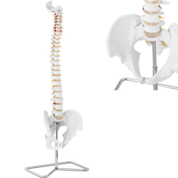10040254-model-anatomiczny-kregoslupa-czlowieka-z-meska-miednica-76-cm-hurtownia 10040254 model anatomiczny kregoslupa czlowieka z meska miednica 76 cm hurtownia