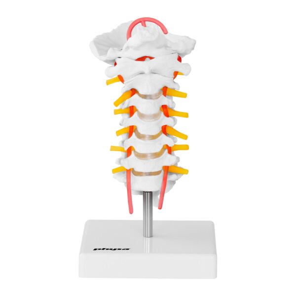 Model anatomiczny odcinka szyjnego kręgosłupa człowieka w skali 1:1 1 10040255 2