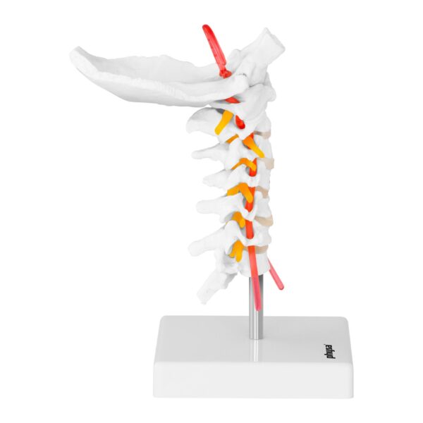 Model anatomiczny odcinka szyjnego kręgosłupa człowieka w skali 1:1 2 10040255 3
