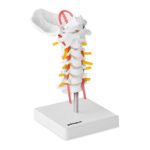 10040255 model anatomiczny odcinka szyjnego kregoslupa czlowieka w skali hurtownia sklep