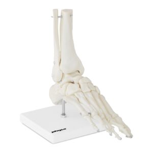 Model anatomiczny stawu skokowego w skali 1:1 7 Model anatomiczny stawu skokowego w skali 1:1 - obrazek 2