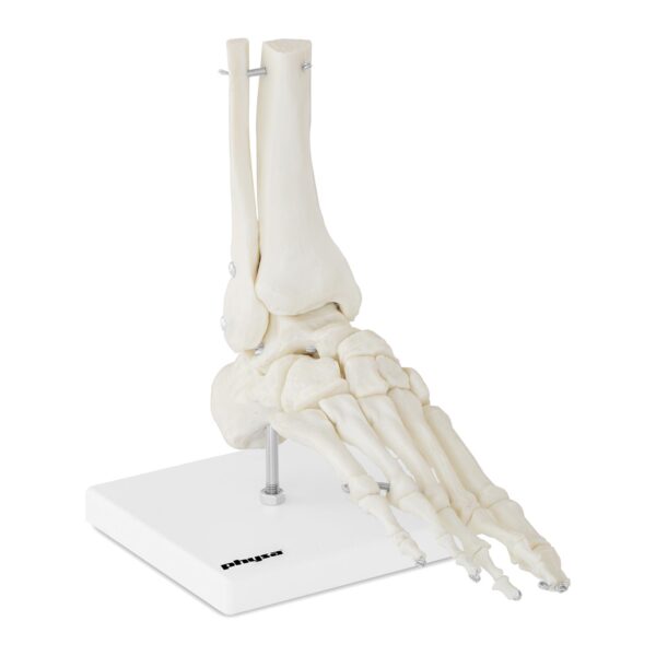 Model anatomiczny stawu skokowego w skali 1:1 1 10040258 1
