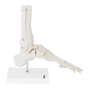 Model anatomiczny stawu skokowego w skali 1:1 9 Model anatomiczny stawu skokowego w skali 1:1 - obrazek 4