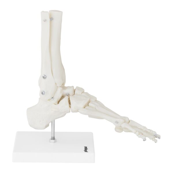 Model anatomiczny stawu skokowego w skali 1:1 3 10040258 3