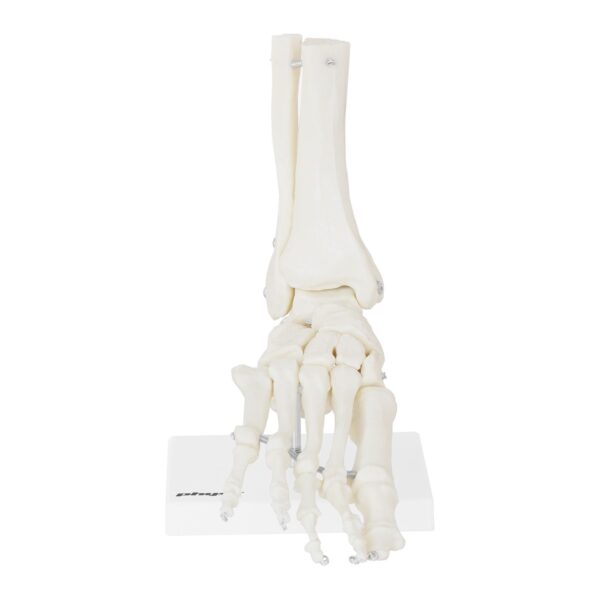 Model anatomiczny stawu skokowego w skali 1:1 4 10040258 4