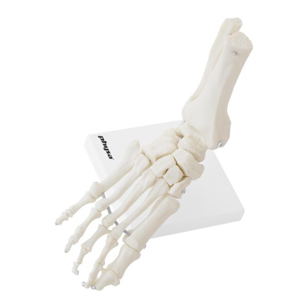 Model anatomiczny stawu skokowego w skali 1:1 5 10040258 5