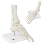 10040258 model anatomiczny stawu skokowego w skali hurtownia sklep
