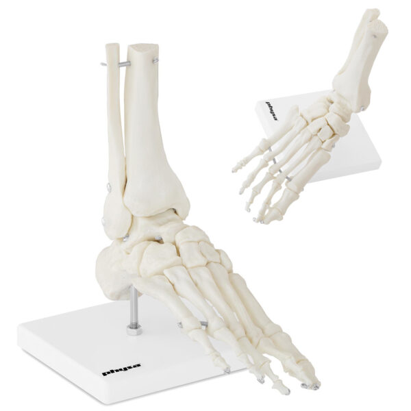10040258-model-anatomiczny-stawu-skokowego-w-skali-hurtownia-sklep 10040258 model anatomiczny stawu skokowego w skali hurtownia sklep