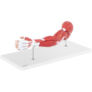 Model anatomiczny ramienia 3D w skali 1:1 7 Model anatomiczny ramienia 3D w skali 1:1 - obrazek 2