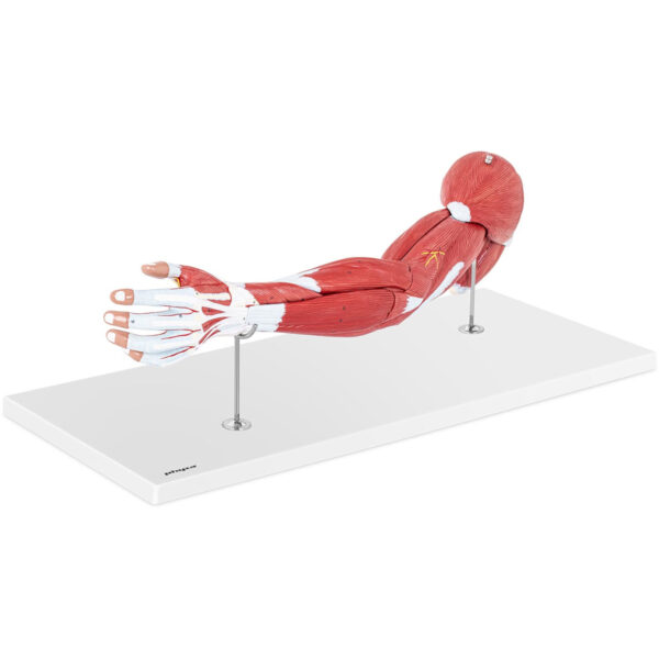 Model anatomiczny ramienia 3D w skali 1:1 1 10040314 1