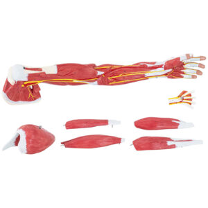 Model anatomiczny ramienia 3D w skali 1:1 8 Model anatomiczny ramienia 3D w skali 1:1 - obrazek 3