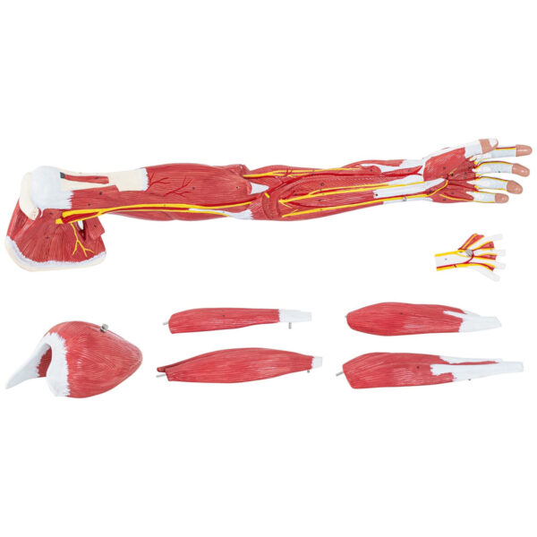 Model anatomiczny ramienia 3D w skali 1:1 2 10040314 2