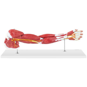 Model anatomiczny ramienia 3D w skali 1:1 9 Model anatomiczny ramienia 3D w skali 1:1 - obrazek 4