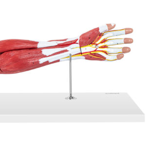Model anatomiczny ramienia 3D w skali 1:1 10 Model anatomiczny ramienia 3D w skali 1:1 - obrazek 5